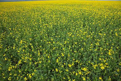 类魂银河恶魔城游戏《最后的信仰》11＆15推出